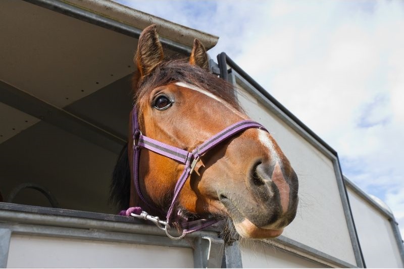 horse-box-trailer-newcastle